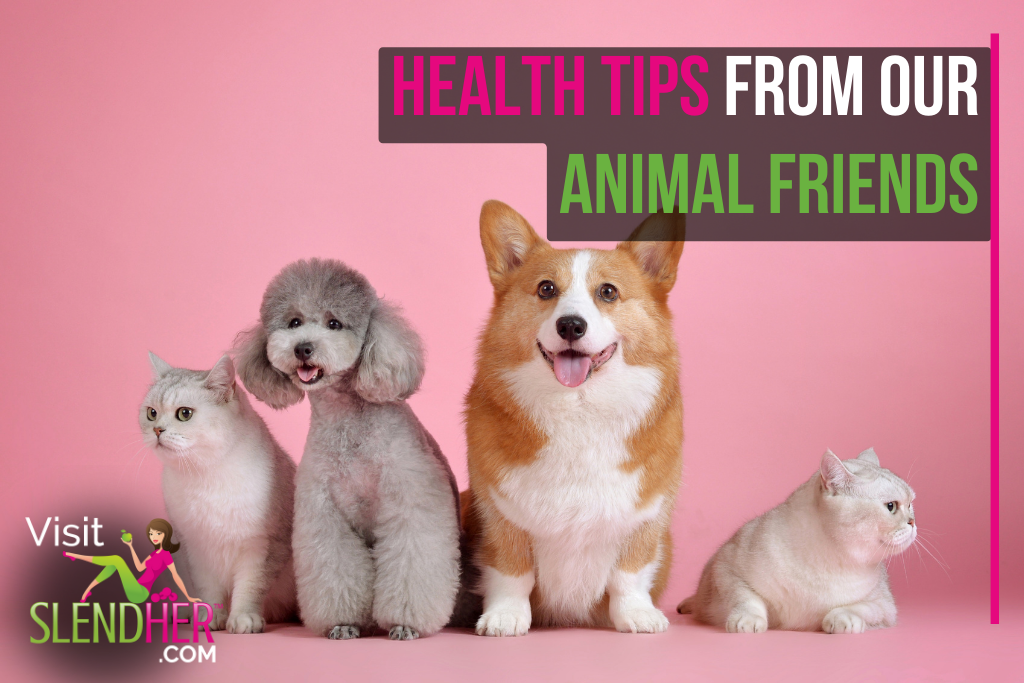 Health Tips From Our Animal Friends